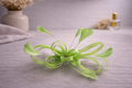 Slide in fascinator